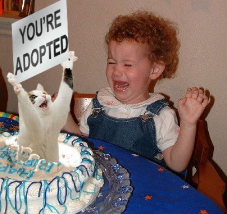 Happy Birthday Cakes on You Re Adopted Birthday Cake Lol Cat Macro