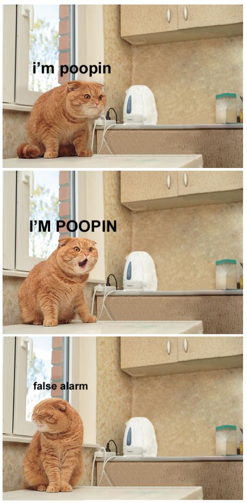 im pooping cat false alarm lol cat macro