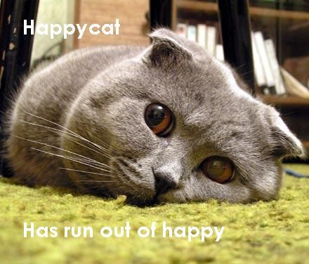 happy_cat_sad.jpg