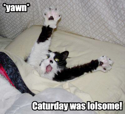 yawn-caturday-was-lolsome.jpg