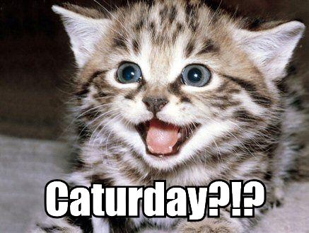 caturday_happy_kitten.jpg
