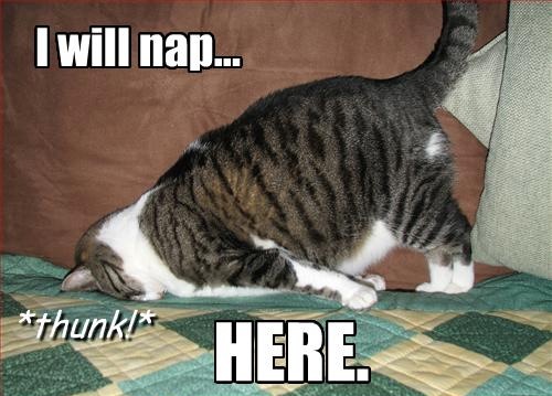nap_here_cat.jpg