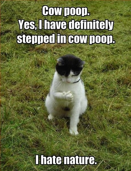 cat-cowpat.jpg